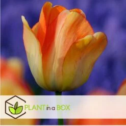 Tulipa Daydream - Bloem Bollen X20 - Tulp - Oranje 8 Tulipa Daydream - Bloem Bollen X20 - Tulp - Oranje -Prospeli Winkel 0ebbf912242a43bca61592d32c8cb72a