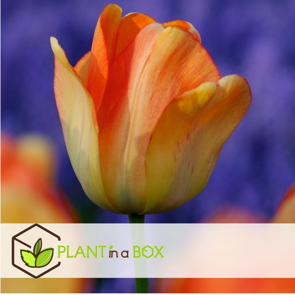 Tulipa Daydream - Bloem Bollen X20 - Tulp - Oranje 5 Tulipa Daydream - Bloem Bollen X20 - Tulp - Oranje - Afbeelding 3
