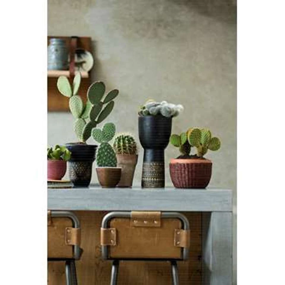 Opuntia 'Rubescens' - Road Kill Cactus - Pot 12 Cm - ↕30 Cm 5 Opuntia 'Rubescens' - Road Kill Cactus - Pot 12 Cm - ↕30 Cm - Afbeelding 3