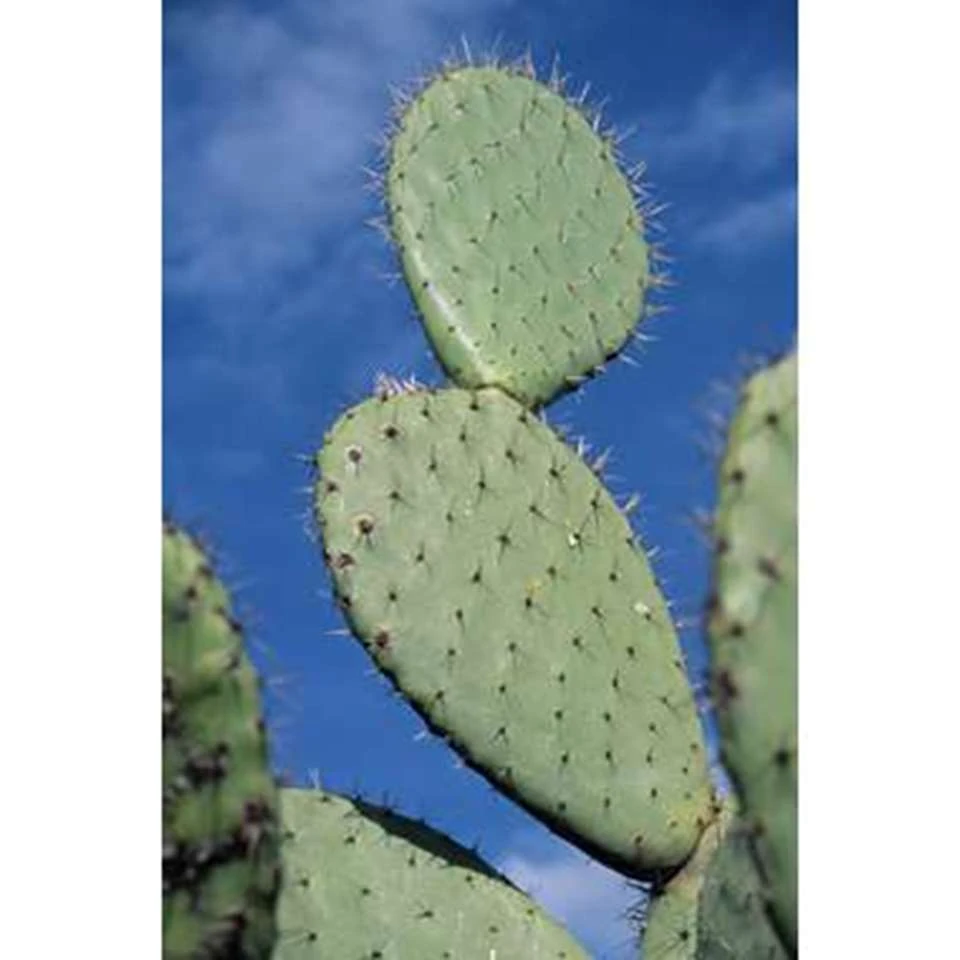 Opuntia 'Rubescens' - Road Kill Cactus - Pot 12 Cm - ↕30 Cm 6 Opuntia 'Rubescens' - Road Kill Cactus - Pot 12 Cm - ↕30 Cm - Afbeelding 4