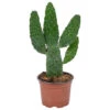 Opuntia 'Rubescens' - Road Kill Cactus - Pot 12 Cm - ↕30 Cm