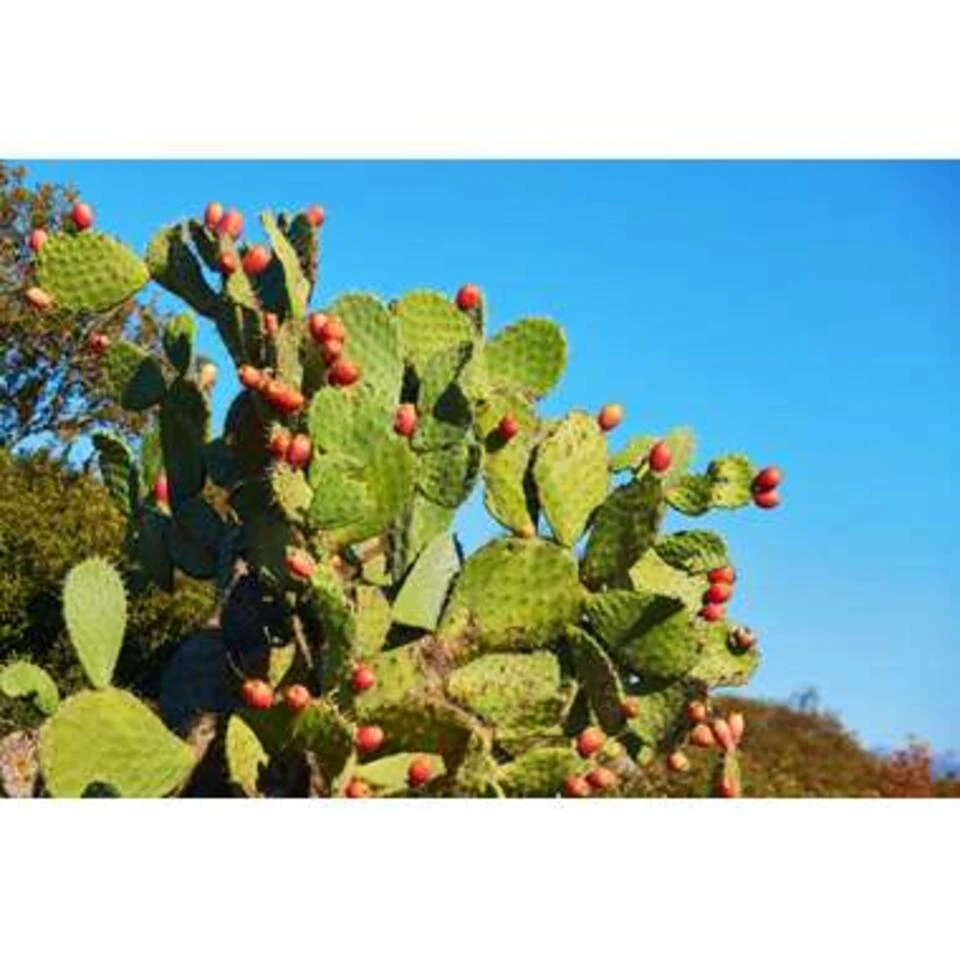 Opuntia 'Rubescens' - Road Kill Cactus 2x - Pot 12 Cm - ↕30 Cm 4 Opuntia 'Rubescens' - Road Kill Cactus 2x - Pot 12 Cm - ↕30 Cm - Afbeelding 2