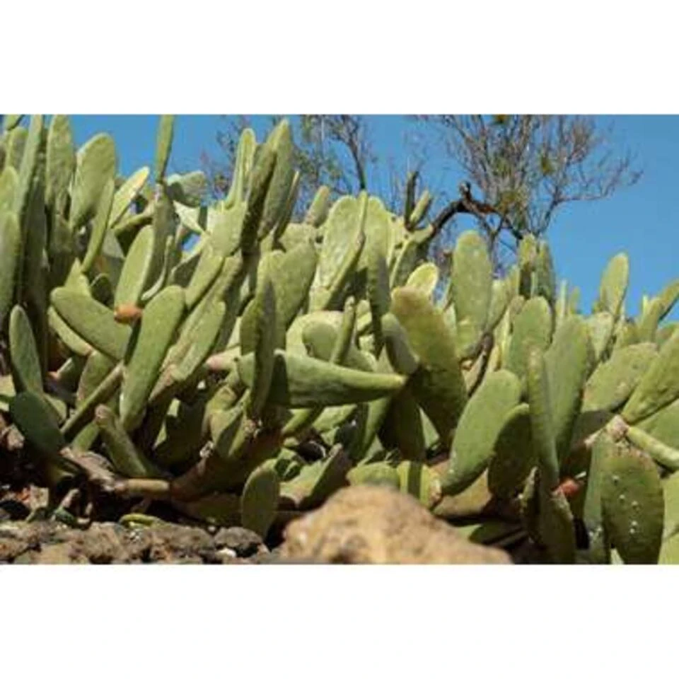Opuntia 'Rubescens' - Road Kill Cactus 2x - Pot 12 Cm - ↕30 Cm 5 Opuntia 'Rubescens' - Road Kill Cactus 2x - Pot 12 Cm - ↕30 Cm - Afbeelding 3