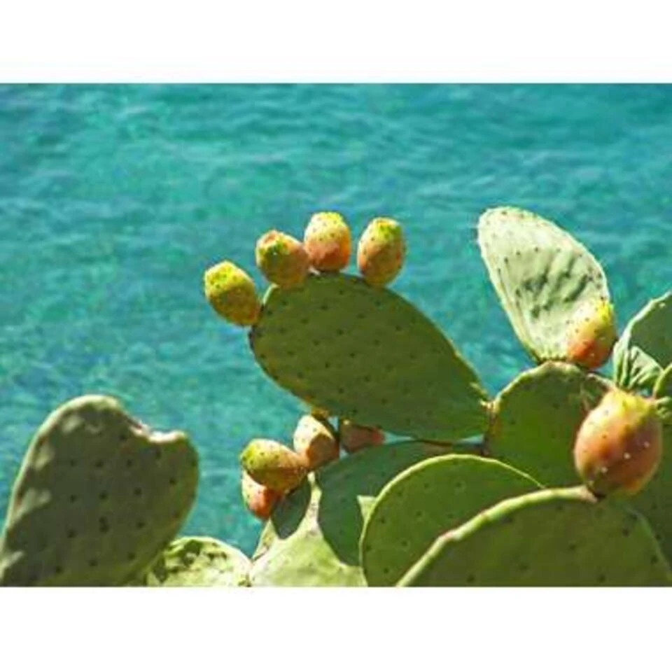 Opuntia 'Rubescens' - Road Kill Cactus 2x - Pot 12 Cm - ↕30 Cm 6 Opuntia 'Rubescens' - Road Kill Cactus 2x - Pot 12 Cm - ↕30 Cm - Afbeelding 4