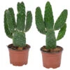 Opuntia 'Rubescens' - Road Kill Cactus 2x - Pot 12 Cm - ↕30 Cm -Prospeli Winkel 1000001798