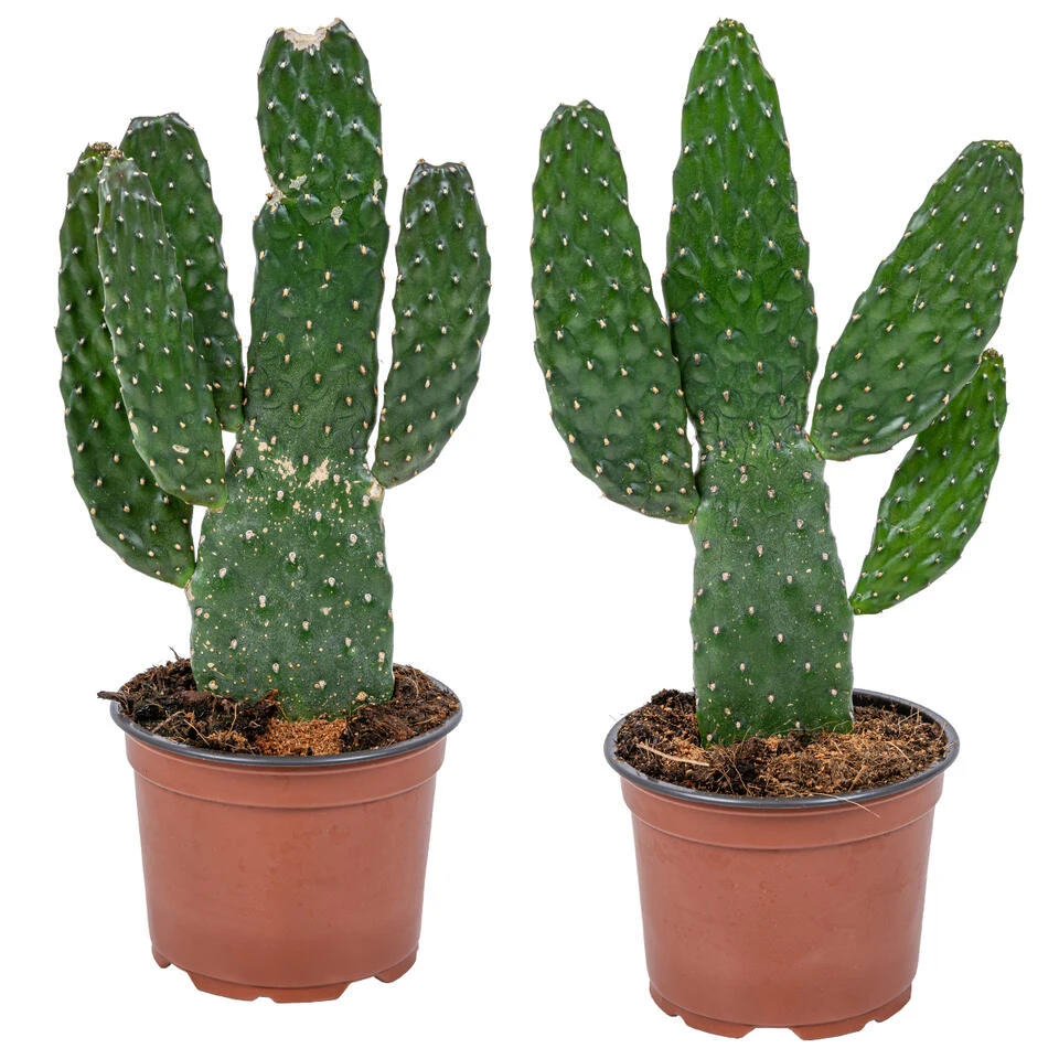 Opuntia 'Rubescens' - Road Kill Cactus 2x - Pot 12 Cm - ↕30 Cm 3 Opuntia 'Rubescens' - Road Kill Cactus 2x - Pot 12 Cm - ↕30 Cm