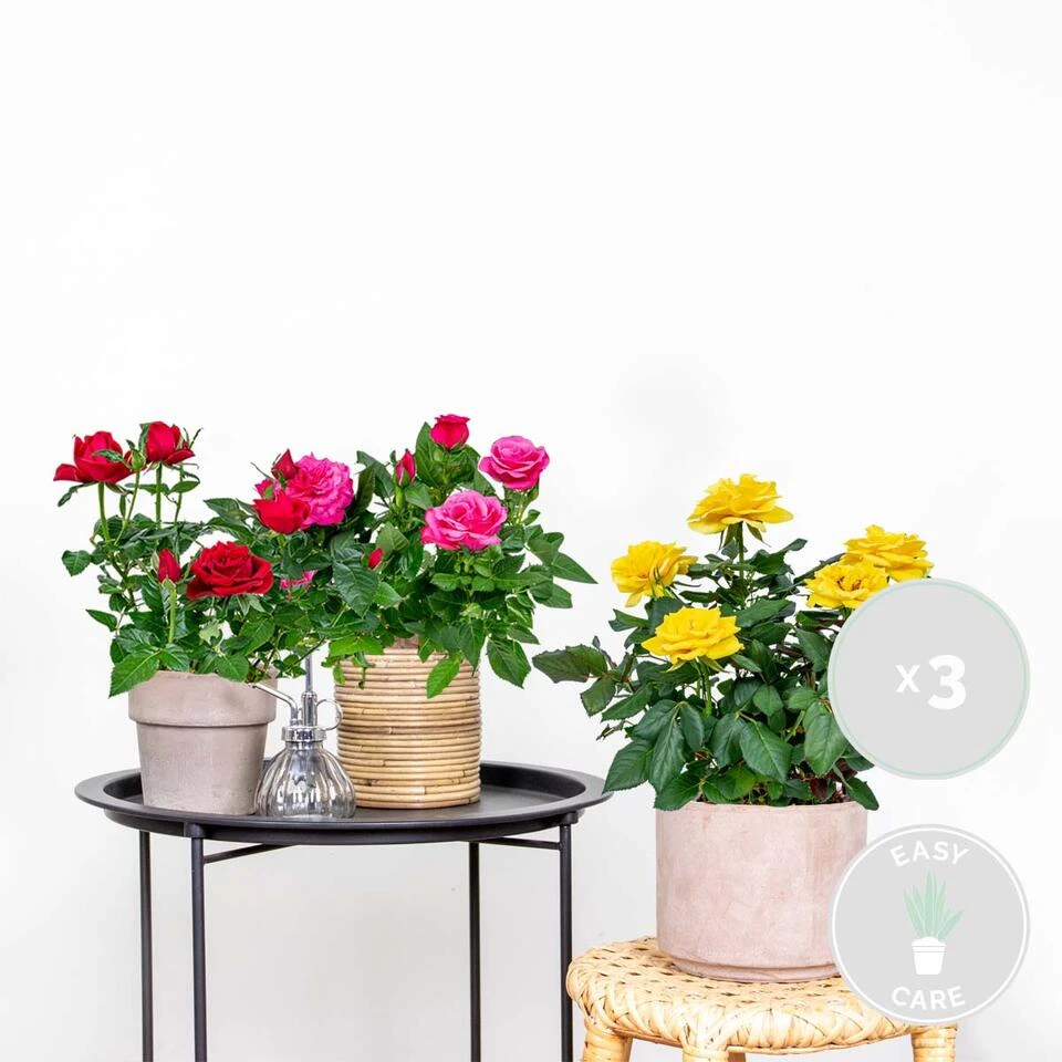 3x Potroos Mix – Rosa – Terras- & Kamerplant – ⌀12cm – ↕20-30cm 4 3x Potroos Mix – Rosa – Terras- & Kamerplant – ⌀12cm – ↕20-30cm - Afbeelding 2