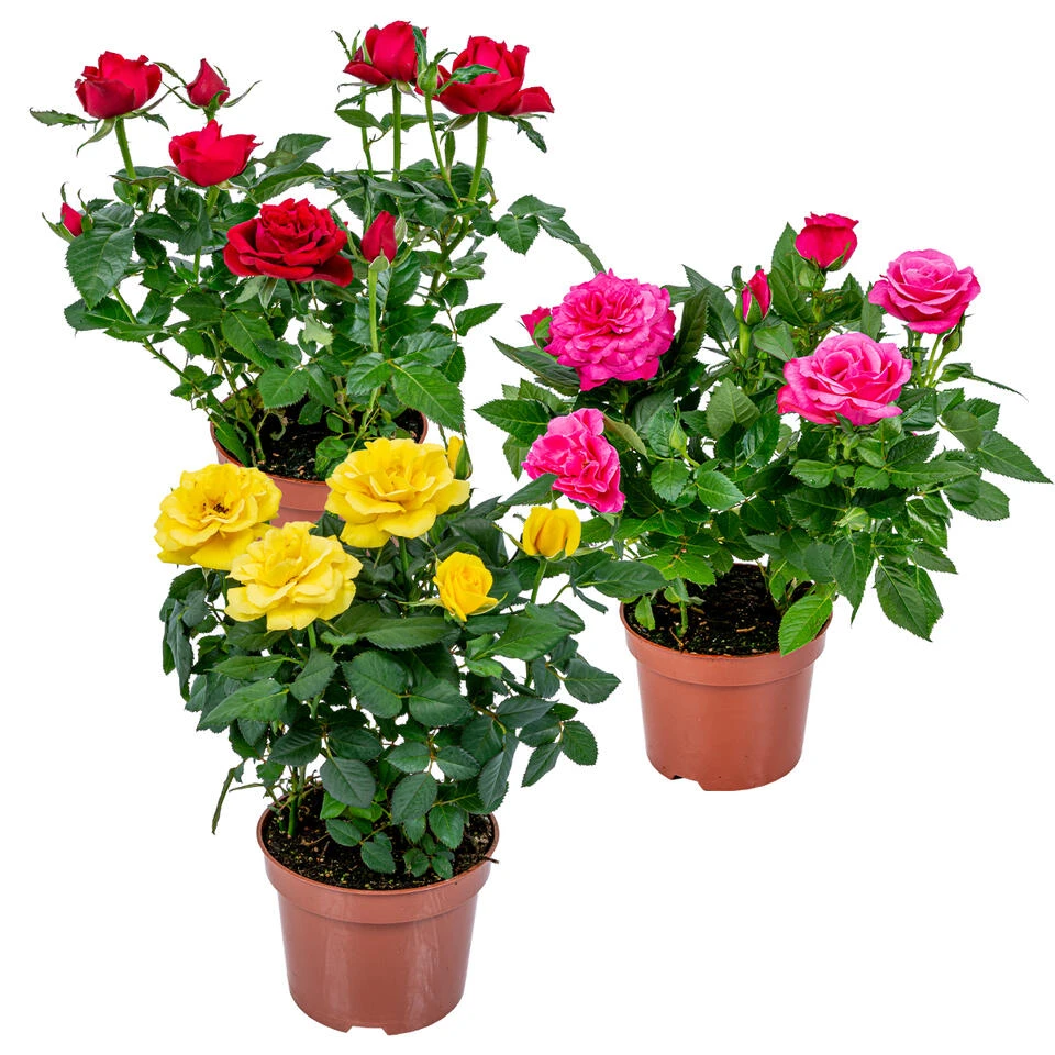 3x Potroos Mix – Rosa – Terras- & Kamerplant – ⌀12cm – ↕20-30cm 3 3x Potroos Mix – Rosa – Terras- & Kamerplant – ⌀12cm – ↕20-30cm