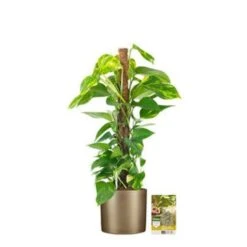 Pokon Scindapsus Incl. Watermeter En Voeding - In Mica Era Pot Goud