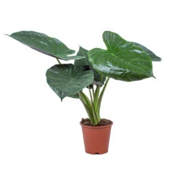 Alocasia Wentii P19H55
