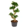 Ficus Microcarpa 'Ginseng' S-vorm – Bonsai – ⌀22 Cm - ↕60-70 Cm -Prospeli Winkel 1000003216