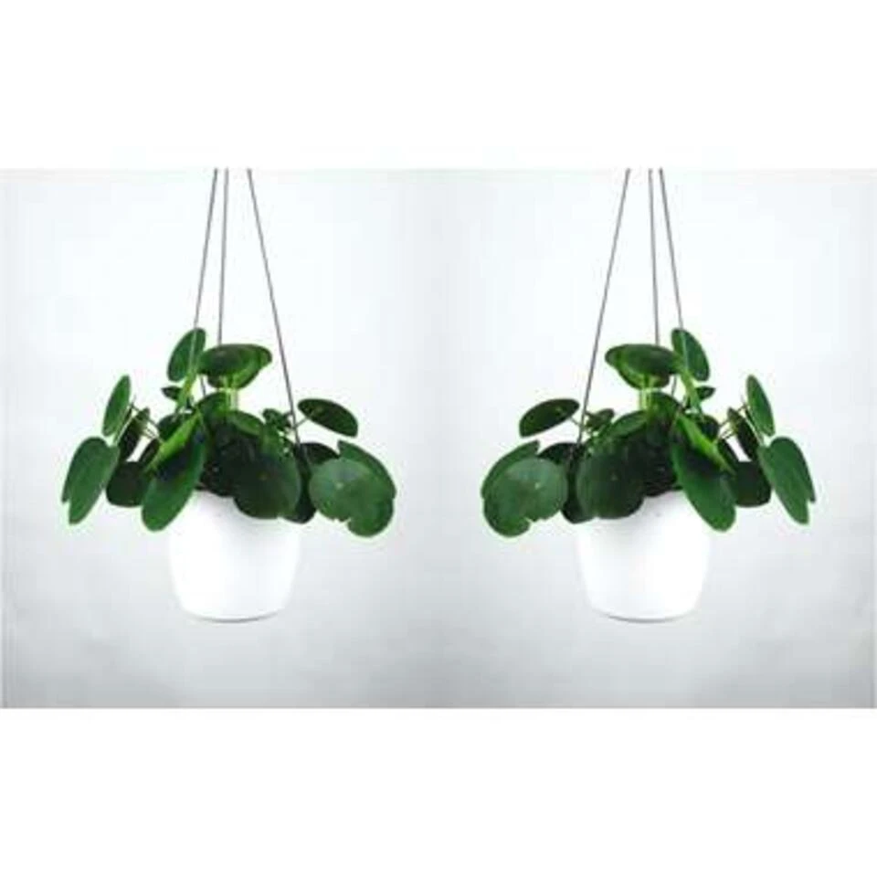 Pannenkoekplant - Pilea 'Peperomioides' ⌀12 Cm - ↕10-15 Cm 4 Pannenkoekplant - Pilea 'Peperomioides' ⌀12 Cm - ↕10-15 Cm - Afbeelding 2