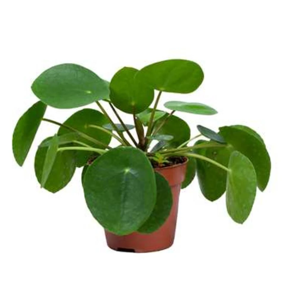 Pannenkoekplant - Pilea 'Peperomioides' ⌀12 Cm - ↕10-15 Cm 3 Pannenkoekplant - Pilea 'Peperomioides' ⌀12 Cm - ↕10-15 Cm