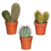 3x Cactus Mix – Succulent – Onderhoudsvriendelijk - ⌀8,5 Cm –↕10-15 Cm -Prospeli Winkel 1000010739