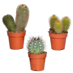 3x Cactus Mix – Succulent – Onderhoudsvriendelijk - ⌀8,5 Cm –↕10-15 Cm