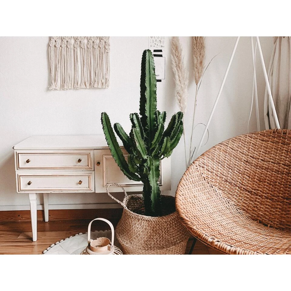 Cowboy Cactus - Euphorbia Acruensis - ⌀17 Cm - ↕60-70 Cm 4 Cowboy Cactus - Euphorbia Acruensis - ⌀17 Cm - ↕60-70 Cm - Afbeelding 2