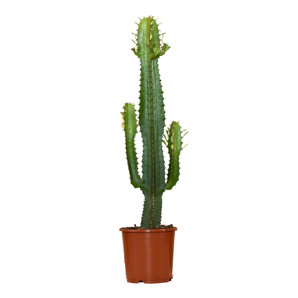 Cowboy Cactus - Euphorbia Acruensis - ⌀17 Cm - ↕60-70 Cm 3 Cowboy Cactus - Euphorbia Acruensis - ⌀17 Cm - ↕60-70 Cm