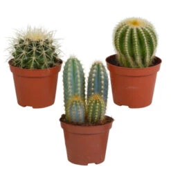3x Bolcactus Mix - P8.5H15