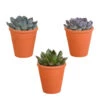 3x Echeveria Mix Terracotta Pot - P10.5H15 -Prospeli Winkel 1000018779