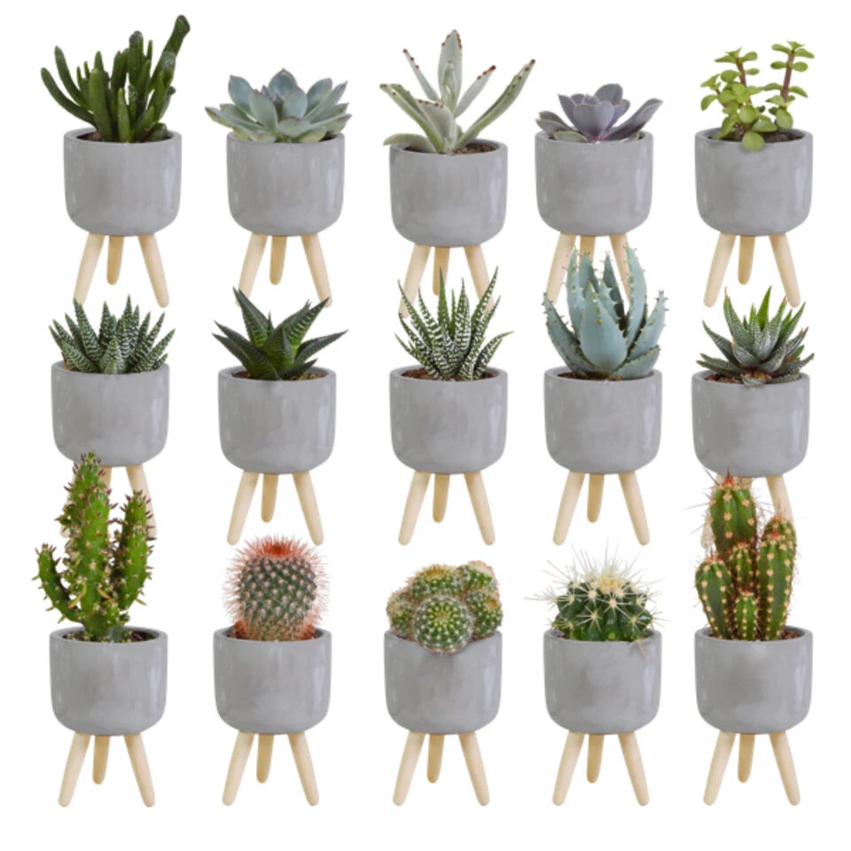15x Cactus En Vetplanten Mix - Betonpot Op 3 Pootjes P5.5H5 3 15x Cactus En Vetplanten Mix - Betonpot Op 3 Pootjes P5.5H5