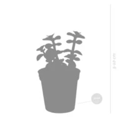 Prospeli Winkel -Prospeli Winkel 1000018802 0101