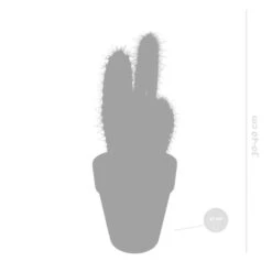 Pilosocereus Azureus - Terracotta Pot - P17H40 -Prospeli Winkel 1000018814 0102