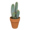 Pilosocereus Azureus - Terracotta Pot - P17H40 -Prospeli Winkel 1000018814