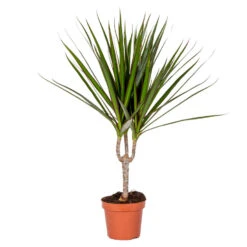 Dracaena Marginata Kleine Stam P12H35