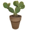 Opuntia Microdasys - Grijze Pot - P17H30 -Prospeli Winkel 1000018824