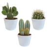 3x Cactus Mix - Vetplant - Kamerplant - Witte Potten - ⌀10.5 Cm -Prospeli Winkel 1000018826