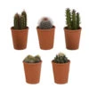 5x Cactus Mix - Terracotta Pot - P5.5H5 -Prospeli Winkel 1000018828