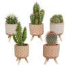5x Cactus Mix - Terracotta Betonpot Op 3 Pootjes P5.5H5 2 5x Cactus Mix - Terracotta Betonpot Op 3 Pootjes P5.5H5 -Prospeli Winkel 1000018831