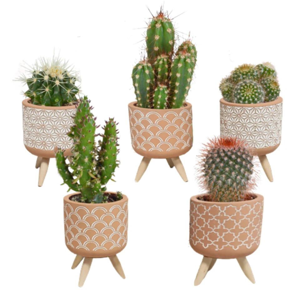 5x Cactus Mix - Terracotta Betonpot Op 3 Pootjes P5.5H5 3 5x Cactus Mix - Terracotta Betonpot Op 3 Pootjes P5.5H5
