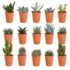 15x Cactus En Vetplanten Mix - Terracotta Pot P5.5H5 -Prospeli Winkel 1000018834