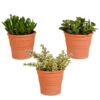 3x Crassula Mix - Terracotta Pot - P10.5H15 2 3x Crassula Mix - Terracotta Pot - P10.5H15 -Prospeli Winkel 1000018836
