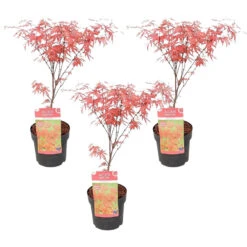3x Acer 'Amagi Shigure' – Japanse Esdoorn – ⌀13cm - ↕25-35cm