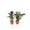 Ctenanthe 'gebedsplant' - Set Van 2 - Burle-marxii - Pot 12cm - Hoogte 25-40cm 2 Ctenanthe 'gebedsplant' - Set Van 2 - Burle-marxii - Pot 12cm - Hoogte 25-40cm -Prospeli Winkel 1000030964