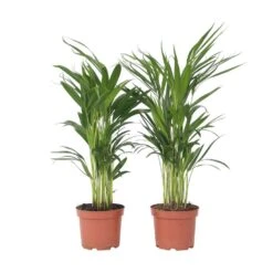 Dypsis Lutescens - Areca Goudpalm - Set Van 2 - Pot 17cm - Hoogte 60-70cm