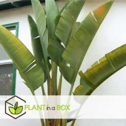 Strelitzia Nicolai - Paradijsvogelplant - Pot 21cm - Hoogte 90-110cm -Prospeli Winkel 1000030988 0103