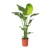 Strelitzia Nicolai - Paradijsvogelplant - Pot 21cm - Hoogte 90-110cm 2 Strelitzia Nicolai - Paradijsvogelplant - Pot 21cm - Hoogte 90-110cm -Prospeli Winkel 1000030988