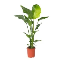 Strelitzia Nicolai - Paradijsvogelplant - Pot 21cm - Hoogte 90-110cm