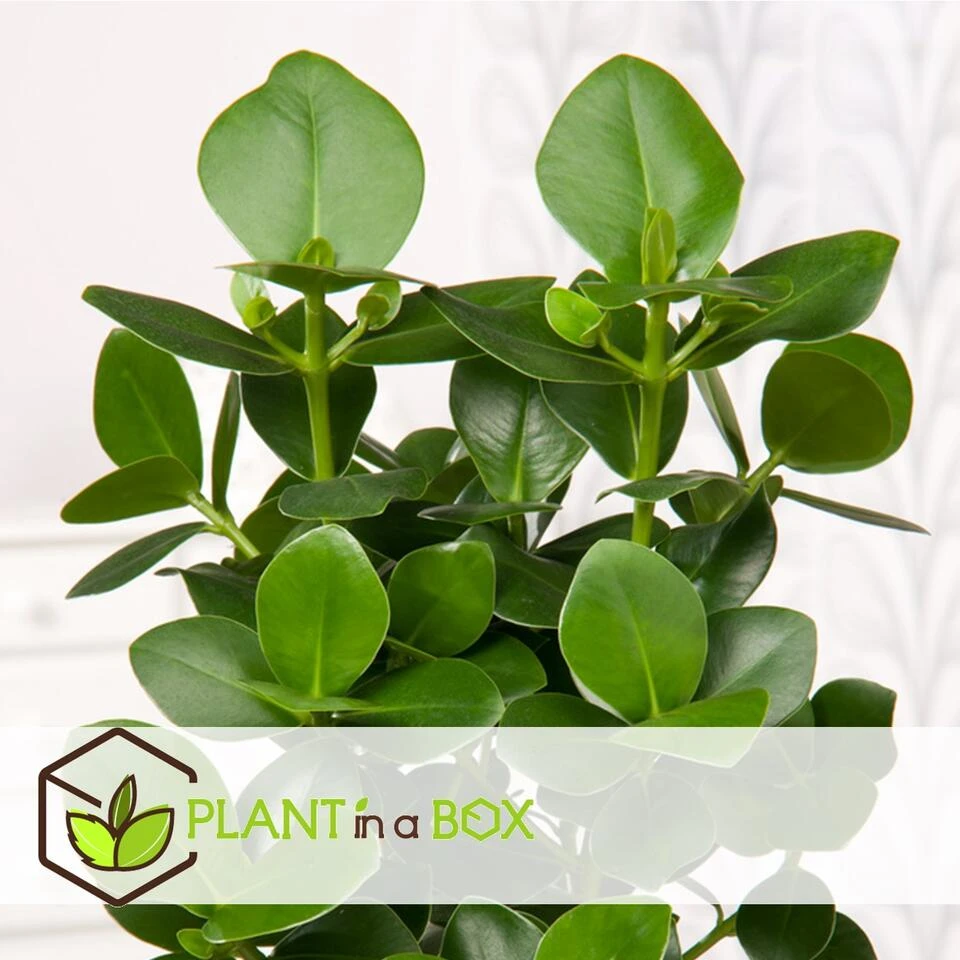 Clusia Rosea Princess - Set Van 2 - Pot 17cm - Hoogte 50-60cm 5 Clusia Rosea Princess - Set Van 2 - Pot 17cm - Hoogte 50-60cm - Afbeelding 3