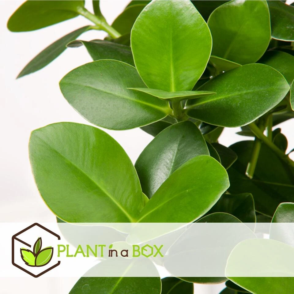 Clusia Rosea Princess - Set Van 2 - Pot 17cm - Hoogte 50-60cm 6 Clusia Rosea Princess - Set Van 2 - Pot 17cm - Hoogte 50-60cm - Afbeelding 4