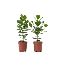 Clusia Rosea Princess - Set Van 2 - Pot 17cm - Hoogte 50-60cm