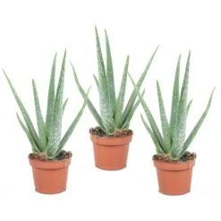 Aloë Vera - Set Van 3 - Succulent - Pot 10,5cm - Hoogte 25-40cm