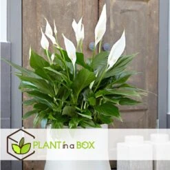 Spathiphyllum 'Lepelplant' - Set Van 3 - Pot 12cm - Hoogte 30-40cm -Prospeli Winkel 1000043690 0102