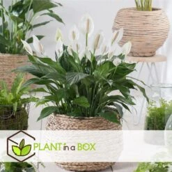 Spathiphyllum 'Lepelplant' - Set Van 3 - Pot 12cm - Hoogte 30-40cm -Prospeli Winkel 1000043690 0103