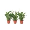Spathiphyllum 'Lepelplant' - Set Van 3 - Pot 12cm - Hoogte 30-40cm -Prospeli Winkel 1000043690