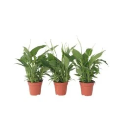 Spathiphyllum 'Lepelplant' - Set Van 3 - Pot 12cm - Hoogte 30-40cm