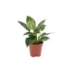 Philodendron 'White Wave' - Pot 12cm - Hoogte 20-30cm 1 Philodendron 'White Wave' - Pot 12cm - Hoogte 20-30cm -Prospeli Winkel 1000043693